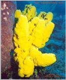 A killer shot of a huge sponge taken in Belize
