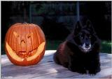Halloween Schipperke (dog)