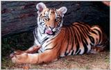 tiger cub...who me?