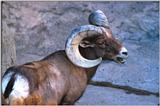 Re: Pictures of rams - curly horn type.  TIA