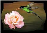 Rose and Bird...