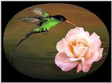 Rose and Bird...