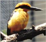 Re: Misc animals from the San Diego Zoo - A pretty bird
