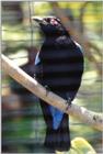 Misc animals from the San Diego Zoo - Another bird