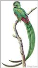 Art by Hermann Fey Bird55.jpg (Quetzal)