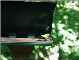 bird6 --> American Goldfinch