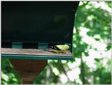 bird7 --> American Goldfinch