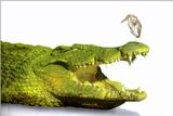 Nile Crocodile (Crocodylus niloticus) with Egyptian Plover (Crocodile bird, Pluvianus aegyptius)