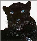 Re: black panther