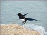 Black-billed Magpie from Korea (1/3)