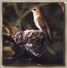 Hummingbird - Black-chinned