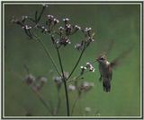 Hunningbird - Black-chinned