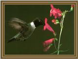 Black-chinned Hummingbird (8)