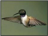 Black-chinned Hummingbird  (10)