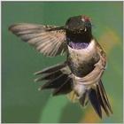 Hummingbird - Black-chinned Hummingbird 30