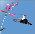 Hummingbird - Black-chinned Hummingbird Female 01