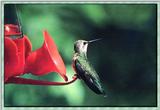 Hummingbird - Female Black-chinned