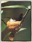 Hummingbird - Female Black-chinned