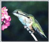 Hummingbird - Immature Black-chinned