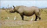 Black rhinoceros (J01) = hook-lipped rhinoceros (Diceros bicornis)
