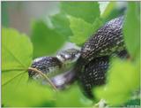 Black rat snake (Elaphe obsoleta obsoleta) in a tree 1