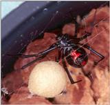 Female Black Widow Spider with Egg Case