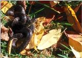Black Kingsnake (Lampropeltis getula nigra)