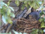 Common blackbird (female) on nest