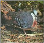 Re: Looking for pictures of DOVES!! -- Luzon bleeding-heart (Gallicolumba luzonica)