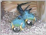Blue and gold macaws, parents and babies - blue-n-golds06.jpg