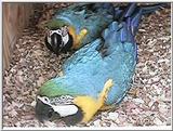 Blue and gold macaws, parents and babies - blue-n-golds07.jpg