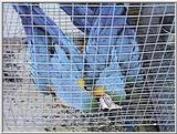 Blue and gold macaws, parents and babies - blue-n-golds10.jpg
