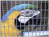 Blue and gold macaws, parents and babies - blue-n-golds12.jpg