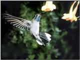 Hummingbird - Blue-throated Hummingbird 15