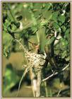Hummingbird - Blue-throated