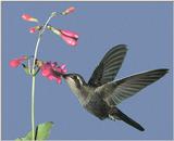 Hummingbird - Blue-throated Hummingbird Female 01