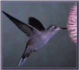 Hummingbird - Blue-throated