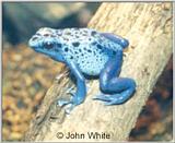 Blue Frog #1