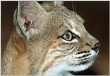 Re: Animals at the Desert Museum - bobcat (Lynx rufus)