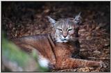 bob cat - bobcat (Lynx rufus)