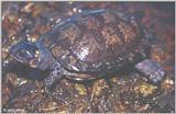Bog Turtle (Clemmys muhlenbergii) #1