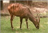 Bongo antelopes anyone? Here's one from Frankfurt Zoo - two more to come tonight
