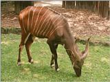 Frankfurt Zoo Bongo antelope - #2 of 3 - and 5 new pics on my web page