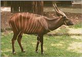 Frankfurt Zoo Bongo antelope - third and last one for today