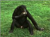 Pygmy primate 1 - Bonobo (Pan paniscus)