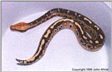 Juvenile Borneo Blood Python