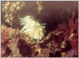 white nudibranch