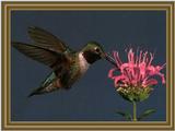 Broad-tailed Hummingbird (6)