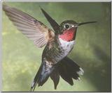 Hummingbird - Broad-tailed Hummingbird 21