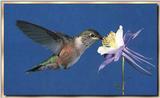 Hummingbird - Broad-tailed